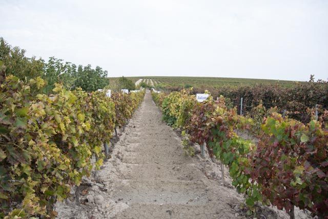 Wine tourism in Cadiz: another way to enjoy the province.