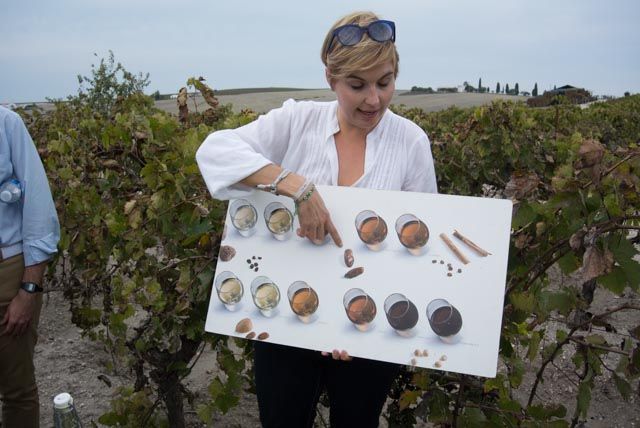 The province of Cadiz gives you the opportunity to learn about every detail of the wine tourism.