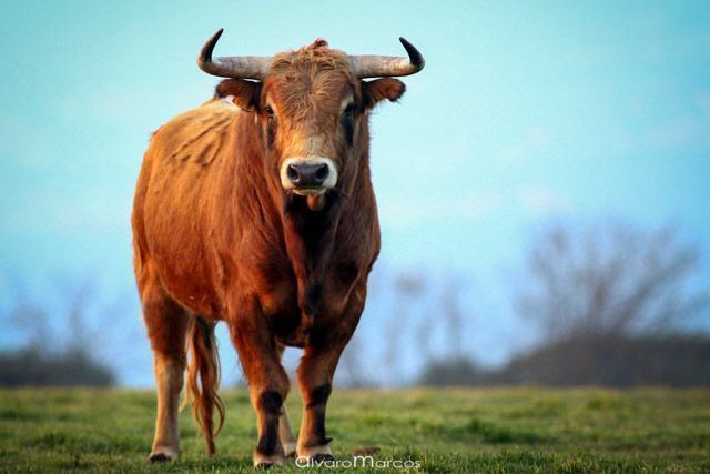“Bull Watch Cádiz” is a company specialized in making exclusive visits to bullfighting stud farms in Cadiz. Discover the secrets of the life of the Bull, enjoying nature and living the experience up close.