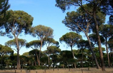Parque Natural Entorno de Doñana