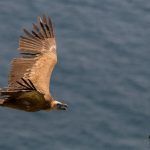 Turismo-ornitlogico-aves-estrecho-cadiz-birdwatching-4