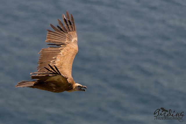 Turismo-ornitlogico-aves-estrecho-cadiz-birdwatching-4